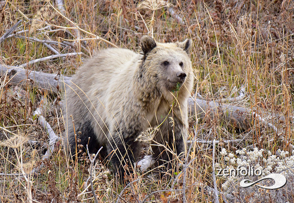 grizzly bears (50)