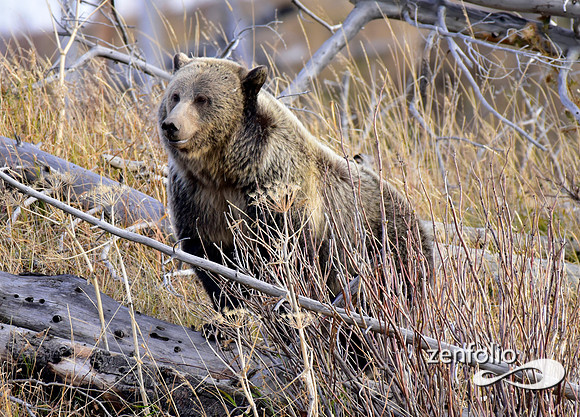 grizzly bears (44)
