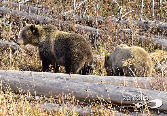 grizzly bears (26)