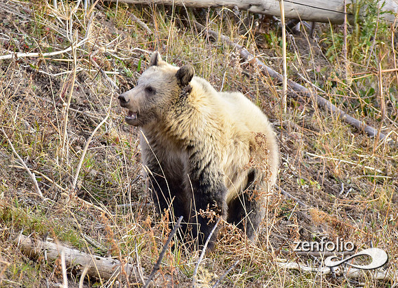 grizzly bears (41)