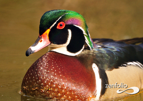 wood duck