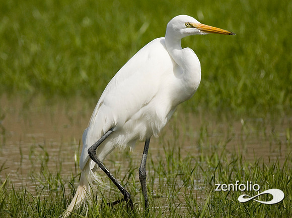 egrett