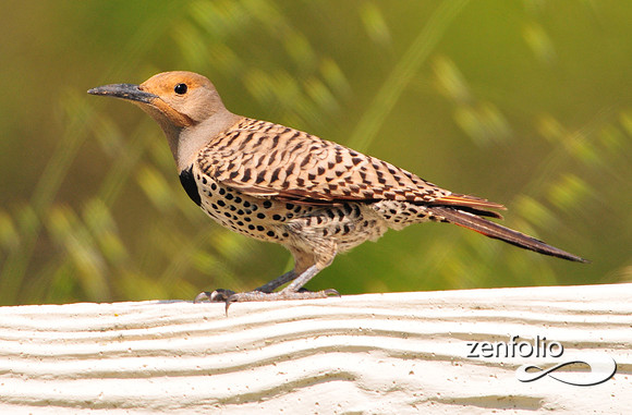 flicker