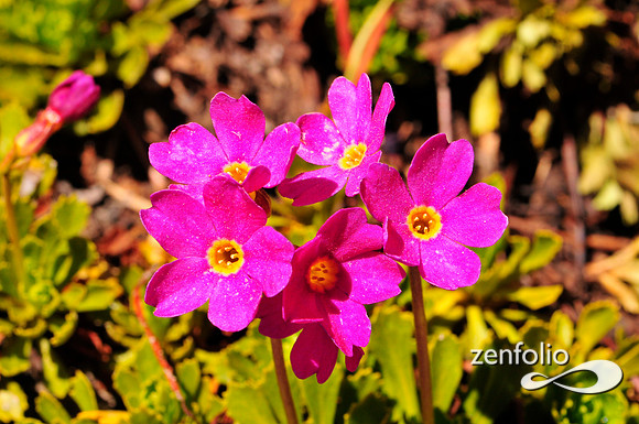 sierra wildflower