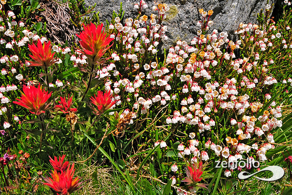 sierra wildflowers