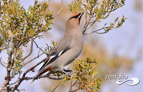 bohemian waxwings (5)