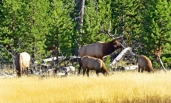 huge bull elk (15)