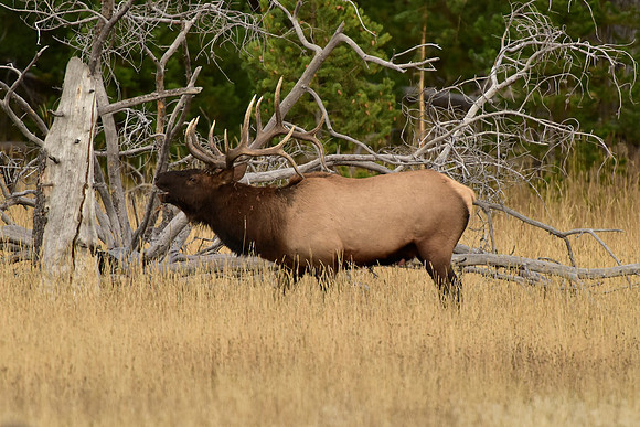 bisquit basin bull elk (5)