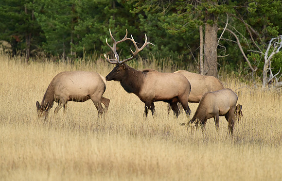 bisquit basin bull elk (14)