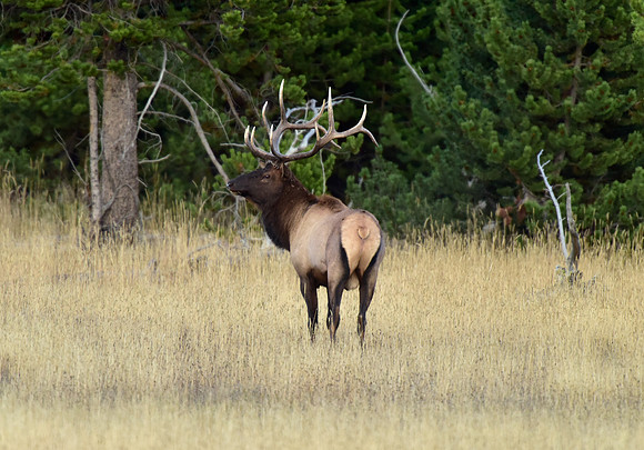 bisquit basin bull elk (17)