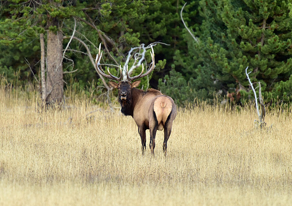 bisquit basin bull elk (19)