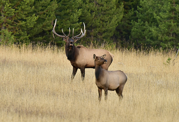 bisquit basin bull elk (28)
