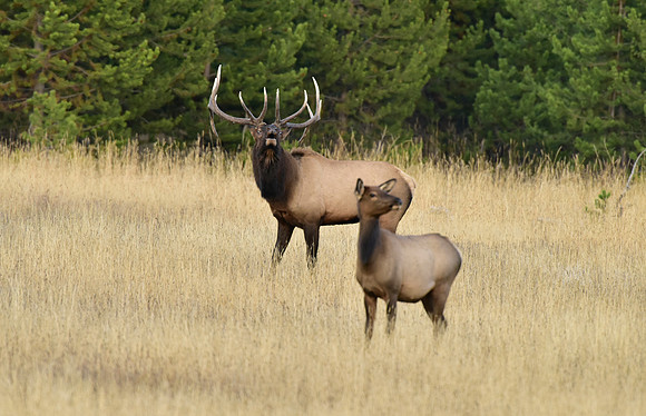 bisquit basin bull elk (30)