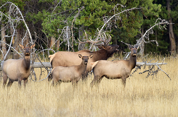 bisquit basin bull elk (32)