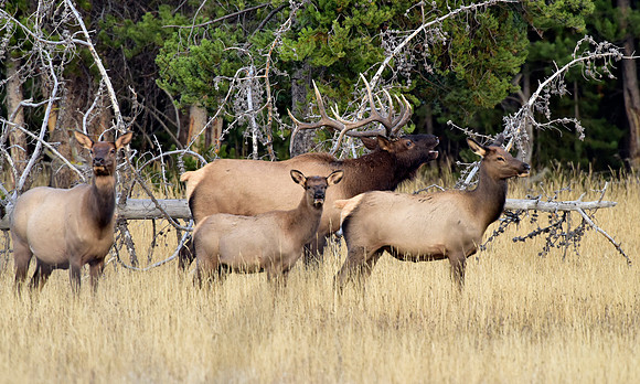 bisquit basin bull elk (33)