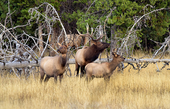 bisquit basin bull elk (35)