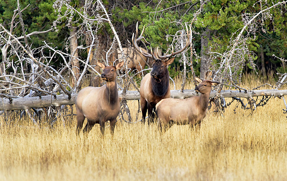 bisquit basin bull elk (36)