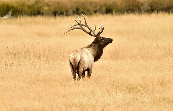 madison river bull elk (2)