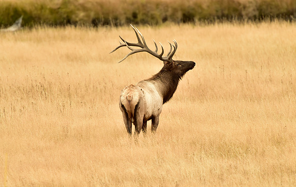 madison river bull elk (4)