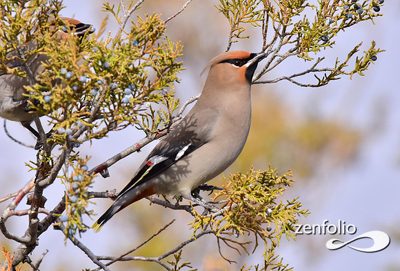 bohemian waxwings (7)