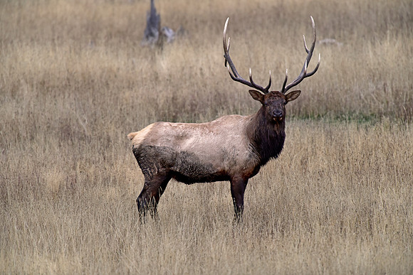 bull elk (1)