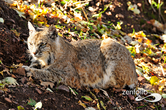 bobcat