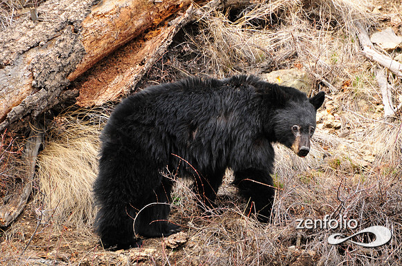 adult black bear.may 2013.