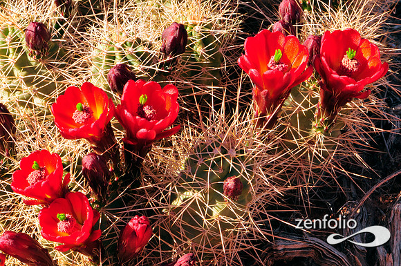 claret cup cactus.