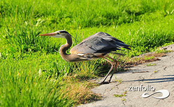 heron