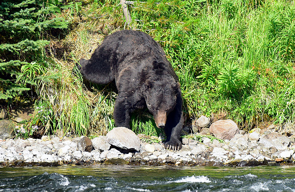lehardey rapids grizzly (22)
