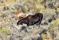 _TED3547