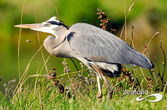 heron