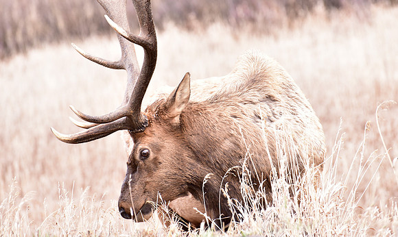 bull elk (5)