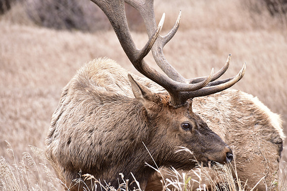bull elk (11)