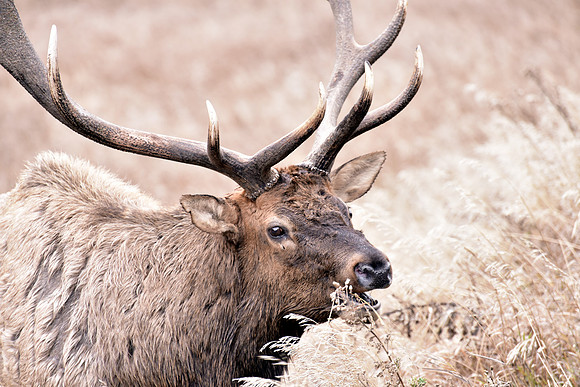 bull elk (9)