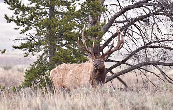 bull elk (25)