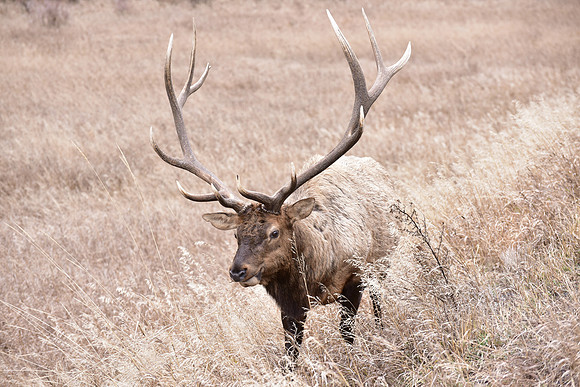 bull elk (13)