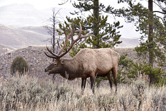 bull elk (29)