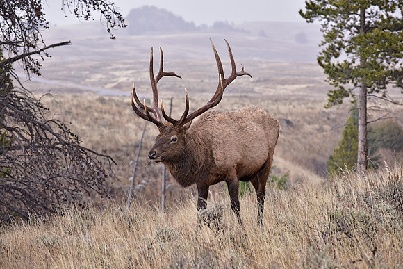 bull elk (34)