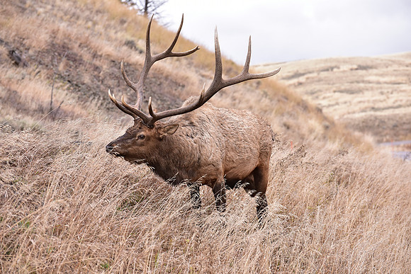 bull elk (35)