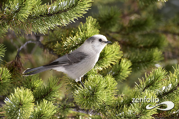gray jay (1)
