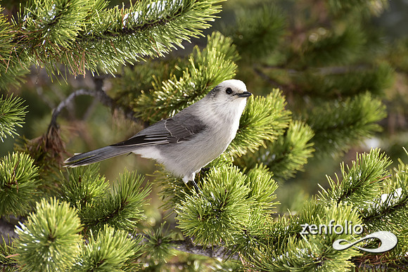 gray jay (2)