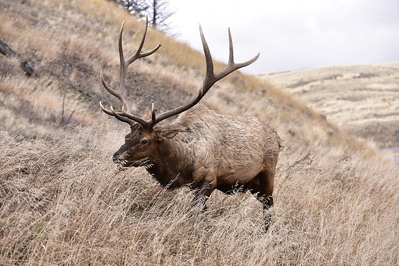bull elk (2)