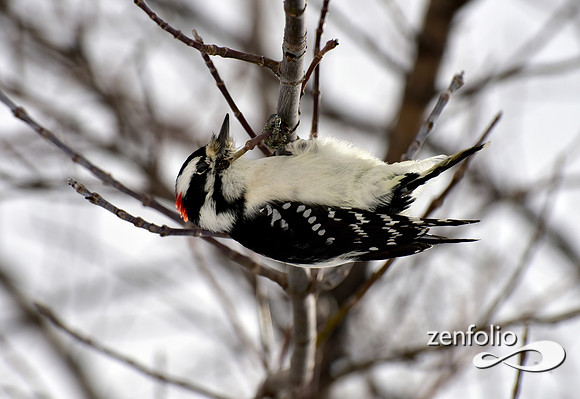 woodpecker (2)