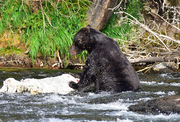 lehardey rapids grizzly (2)