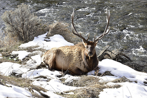 bull elk,gardiner river fall 2015 (2)