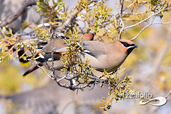 bohemian waxwings (2)