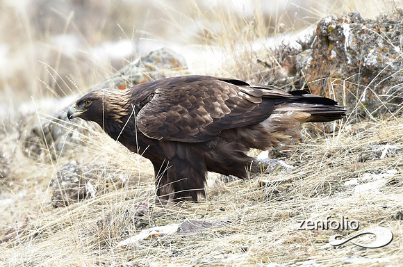golden eagle (5)