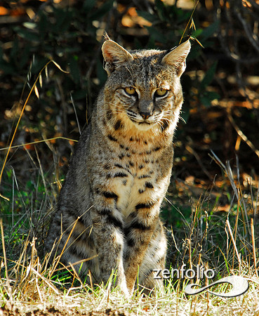 western bobcat