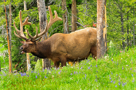 elk.
